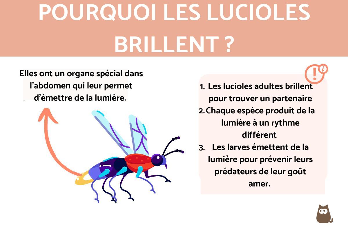 Pourquoi les lucioles brillent ?