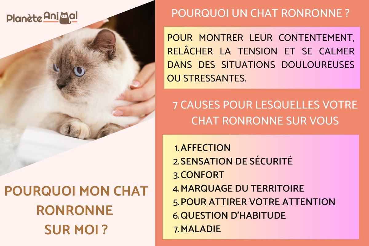 Pourquoi mon chat ronronne sur moi