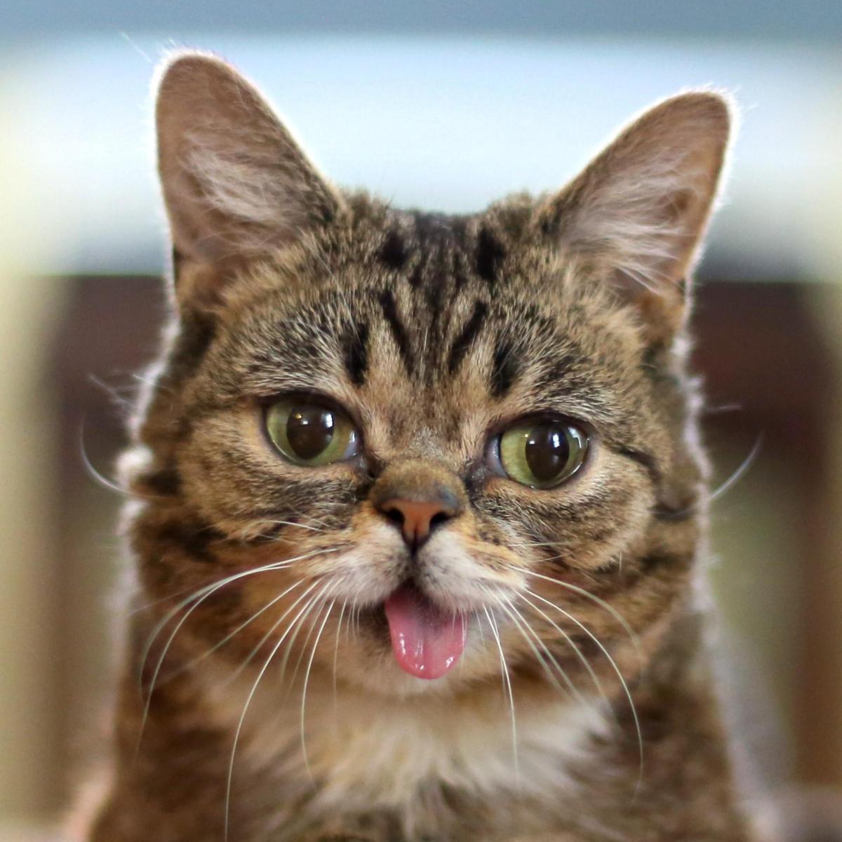 Top 10 des chats les plus bizarres du monde