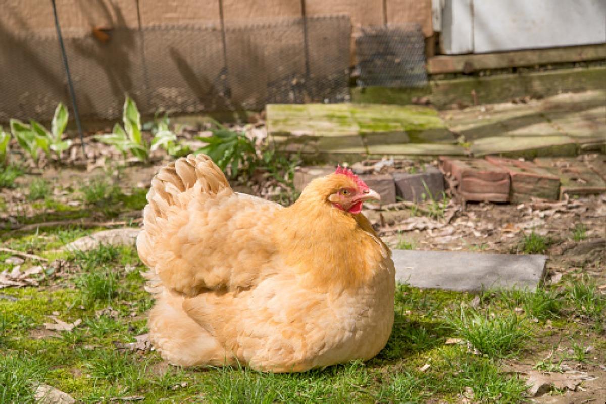 La couvaison de la poule