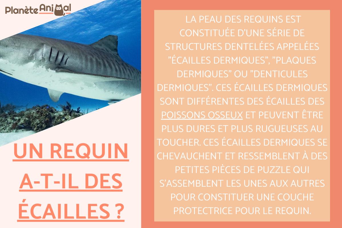 Le requin a-t-il des écailles ?