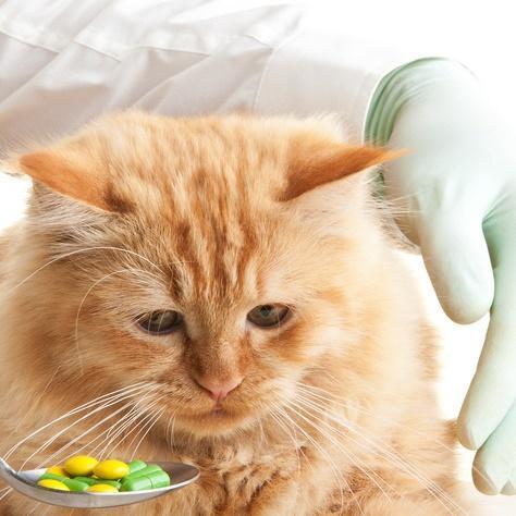 Comment donner un cachet à un chat ?