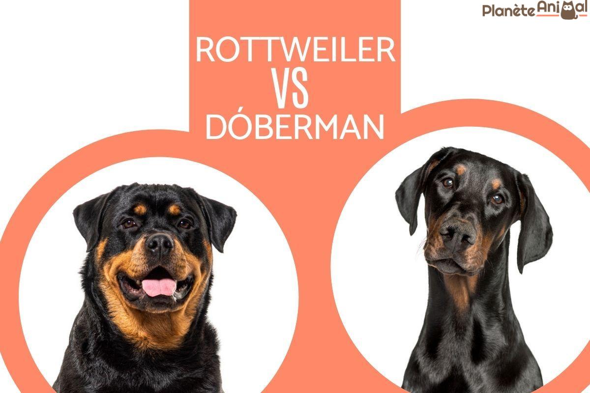 Doberman vs Rottweiler - Toutes leurs différences