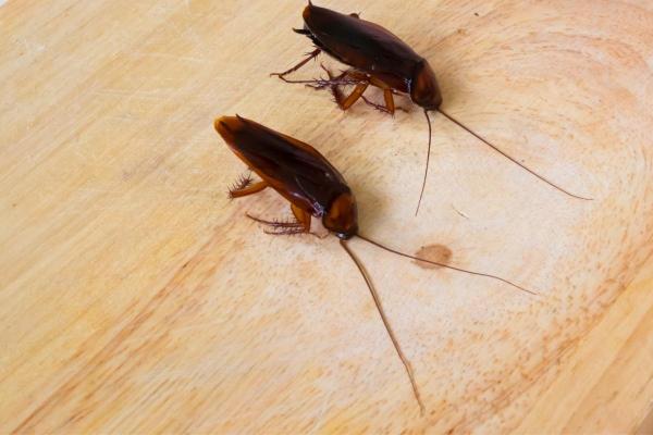 Est-ce que les cafards piquent ? - Est-ce que les cafards piquent ?