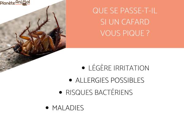 Est-ce que les cafards piquent ? - Que se passe-t-il si un cafard vous pique ?