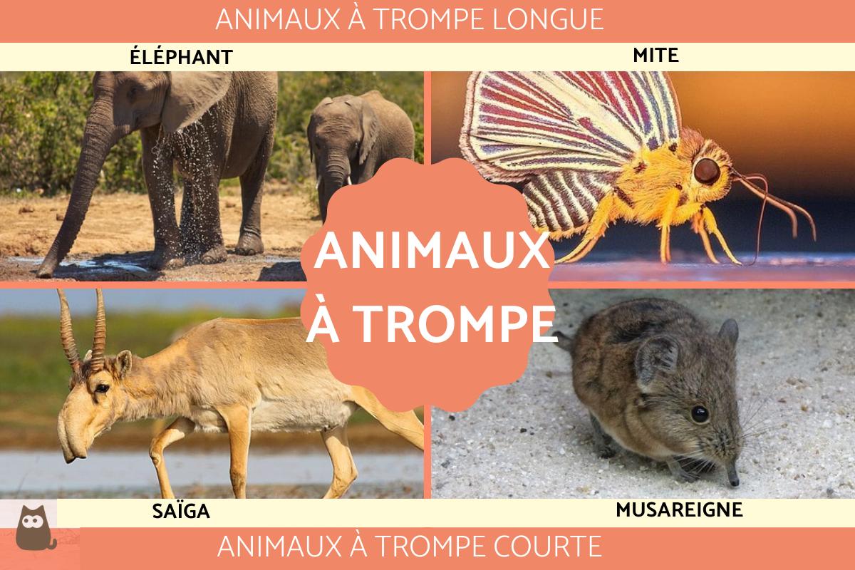 Animal à trompe - Courte et longue