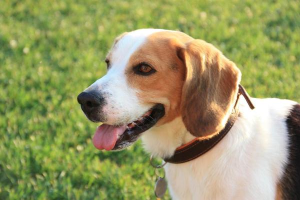 Les races de chiens idéales pour les enfants - Les chiens pour les enfants hyperactifs