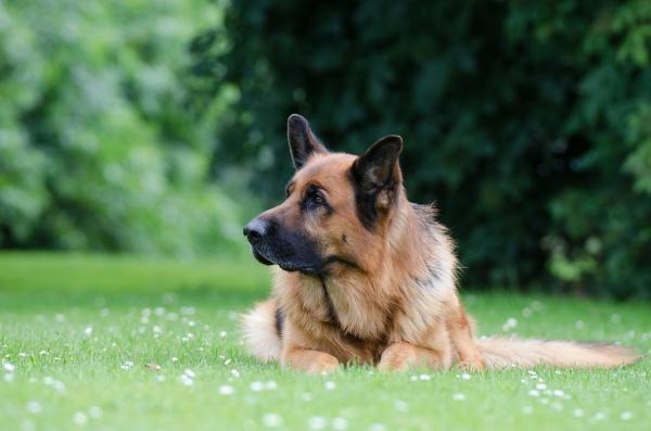 Les races de chiens idéales pour les enfants - Les chiens pour les jeunes enfants
