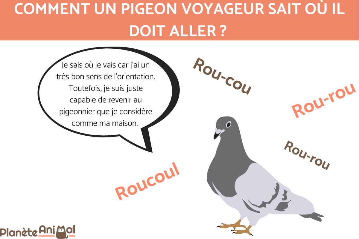 Comment un PIGEON VOYAGEUR sait où il doit ALLER
