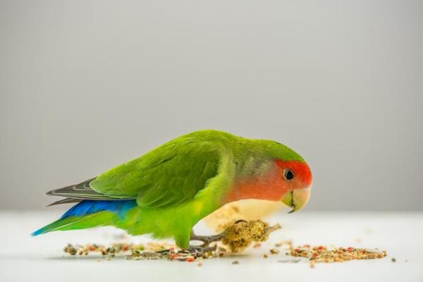 Pourquoi mon perroquet jette ses graines ? - L'alimentation des perroquets