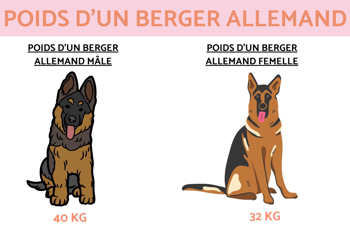 Poids d'un Berger allemand