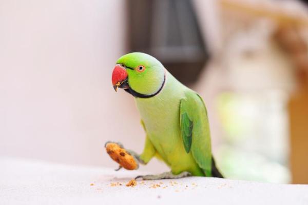 Pourquoi mon perroquet jette ses graines ?