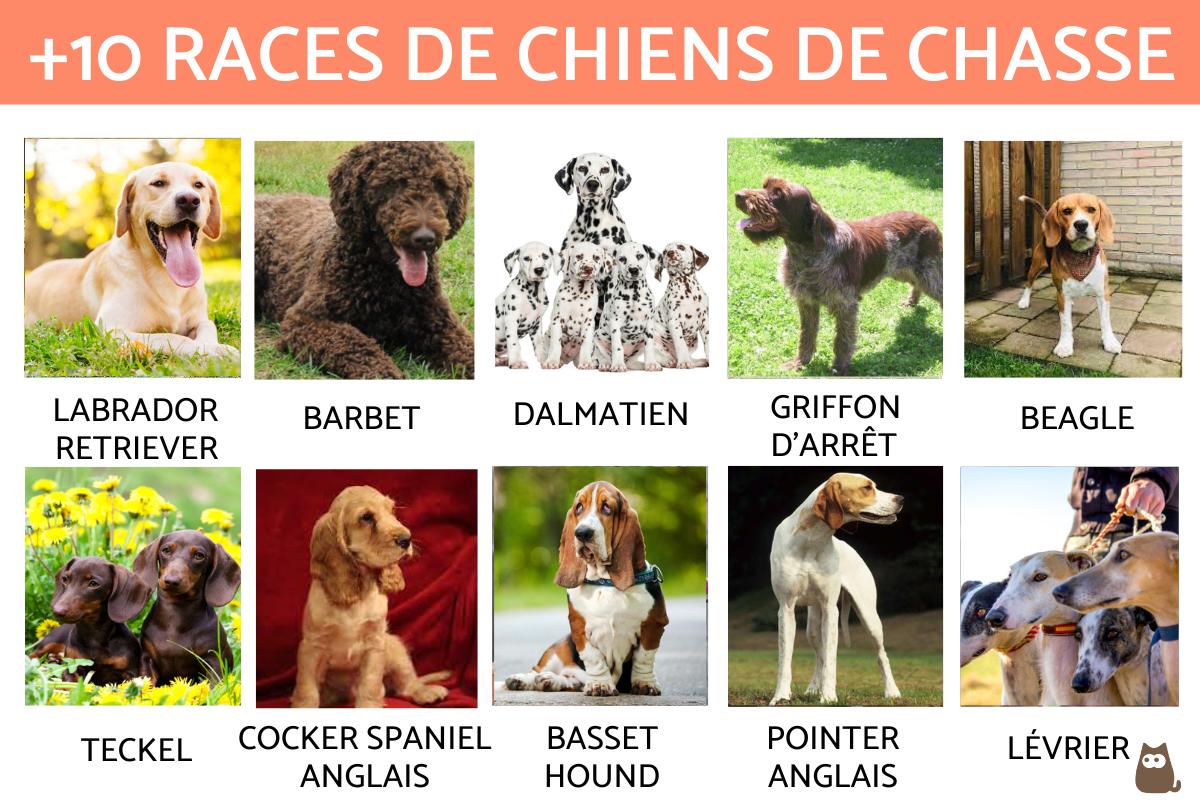 Les races de chiens de chasse