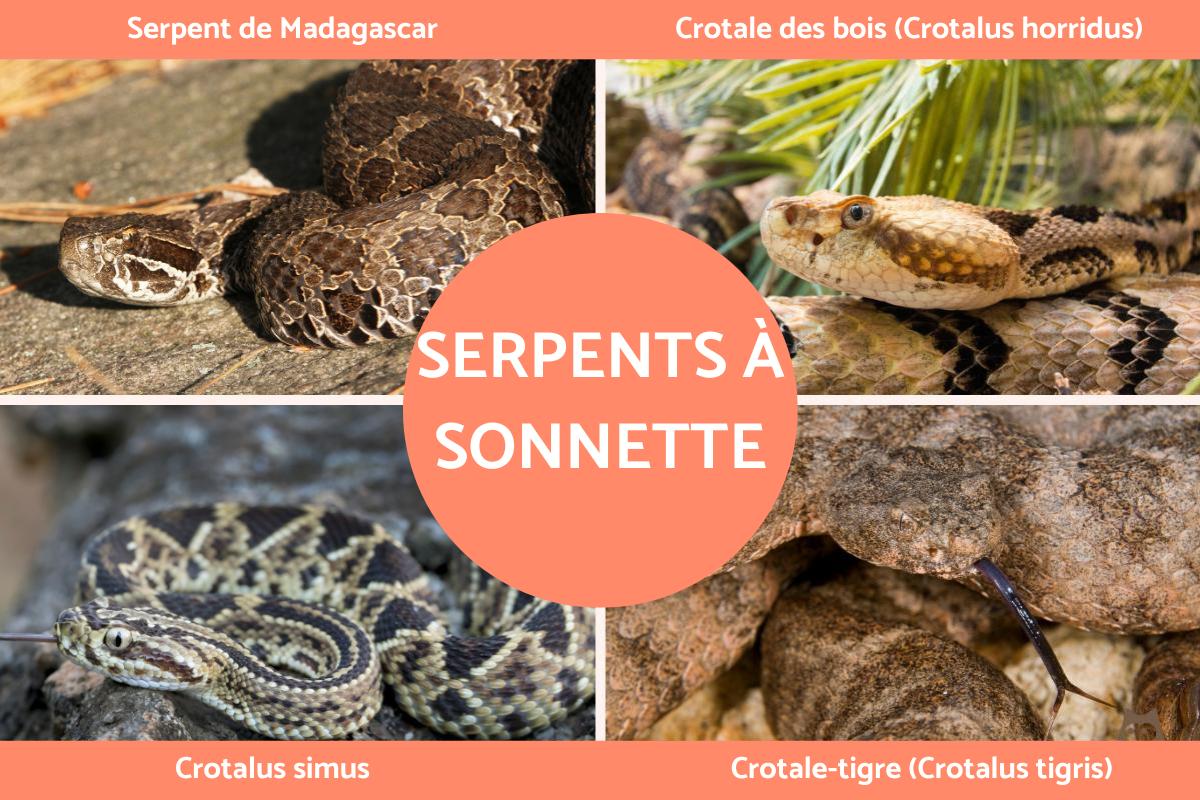 Serpent à sonnette : venimeux, types et caractéristiques