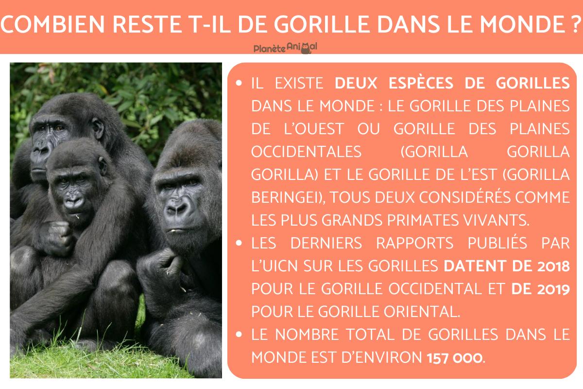 Combien reste t-il de gorille dans le monde ?