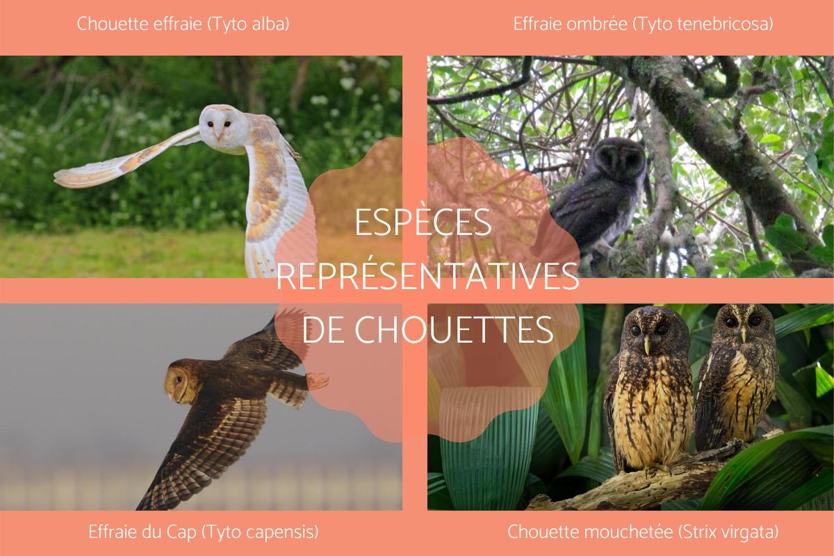 Espèces représentatives de chouettes - Petites, Grandes avec Photos