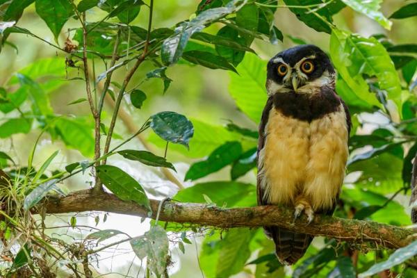 Espèces représentatives de chouettes - Petites, Grandes avec Photos -