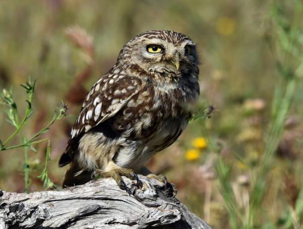 Espèces représentatives de chouettes - Petites, Grandes avec Photos -