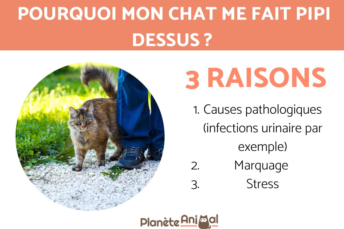 Pourquoi mon chat me fait pipi dessus ?