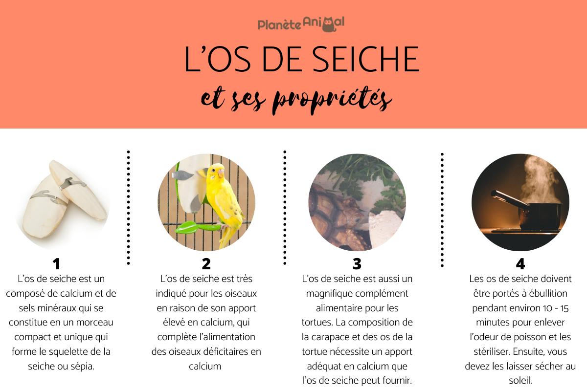 L'os de seiche et ses propriétés