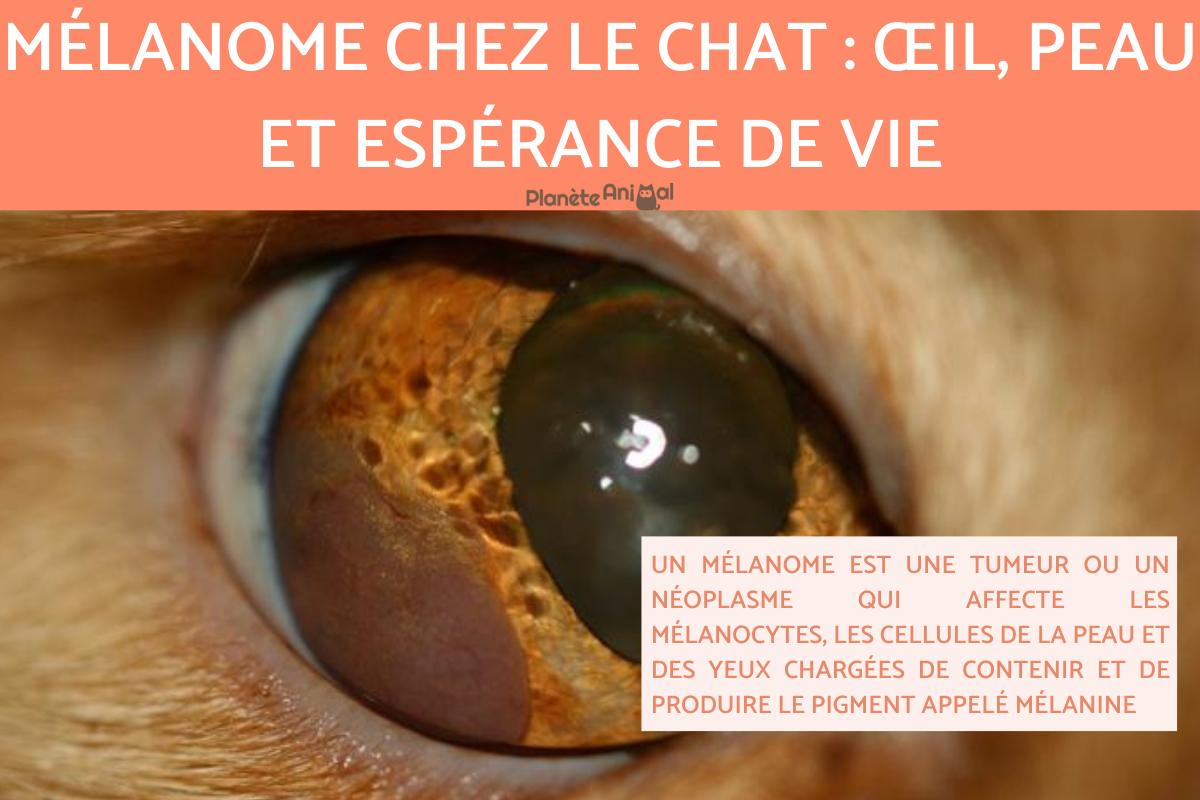 Mélanome chez le chat : œil, peau et espérance de vie