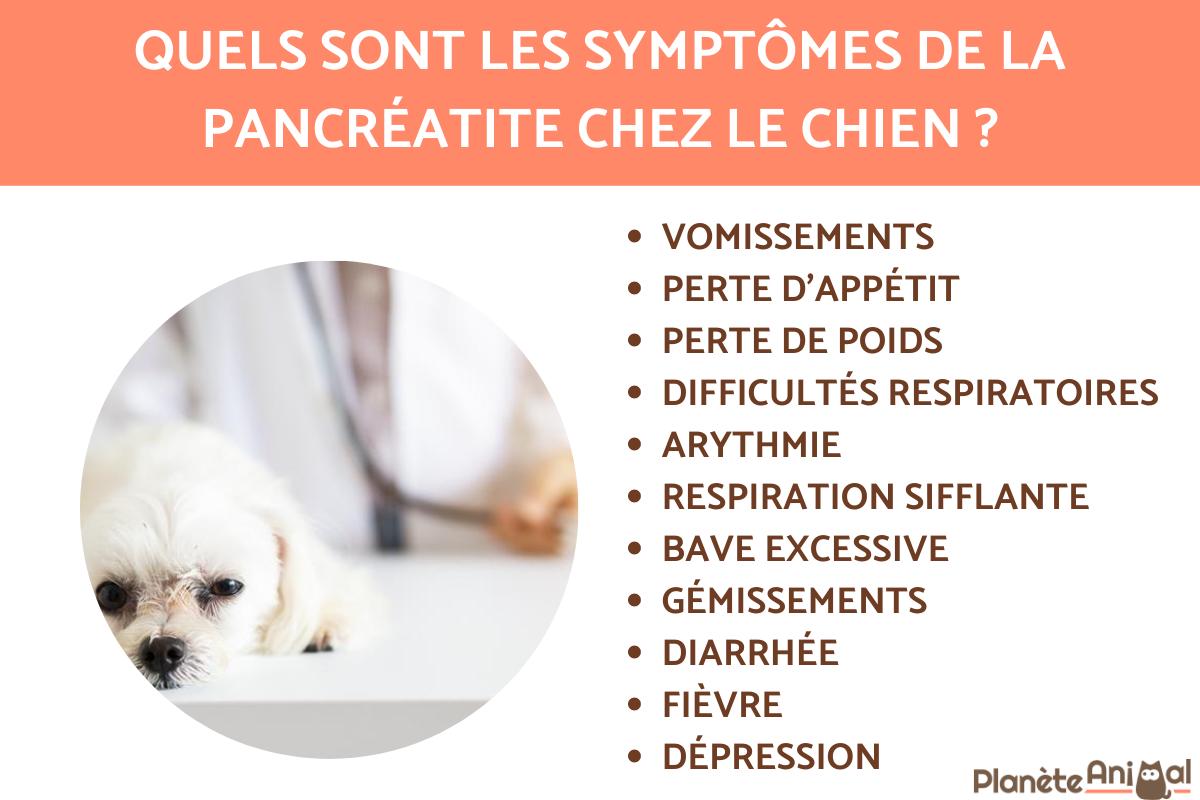 Pancréatite chez le chien - Symptômes, causes et traitement