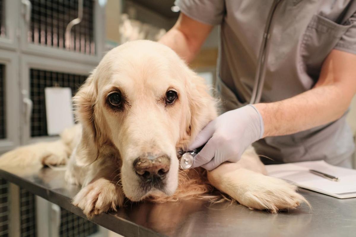 Méningo-encéphalite chez le chien - Symptômes, types et traitement