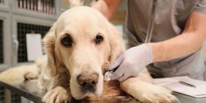 Méningo-encéphalite chez le chien - Symptômes, types et traitement