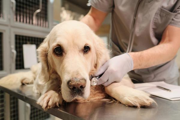 Méningo-encéphalite chez le chien - Symptômes, types et traitement