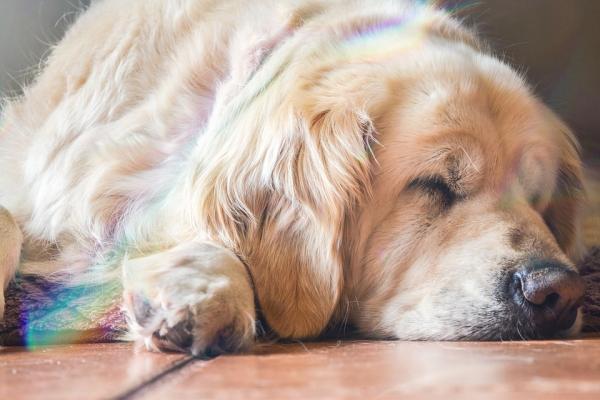 Est-ce que les chiens rêvent - Pourquoi mon chien a-t-il des spasmes lorsqu'il dort ?