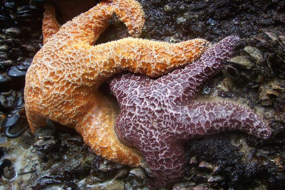 Reproduction de l'étoile de mer