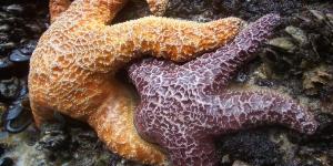 Reproduction de l'étoile de mer