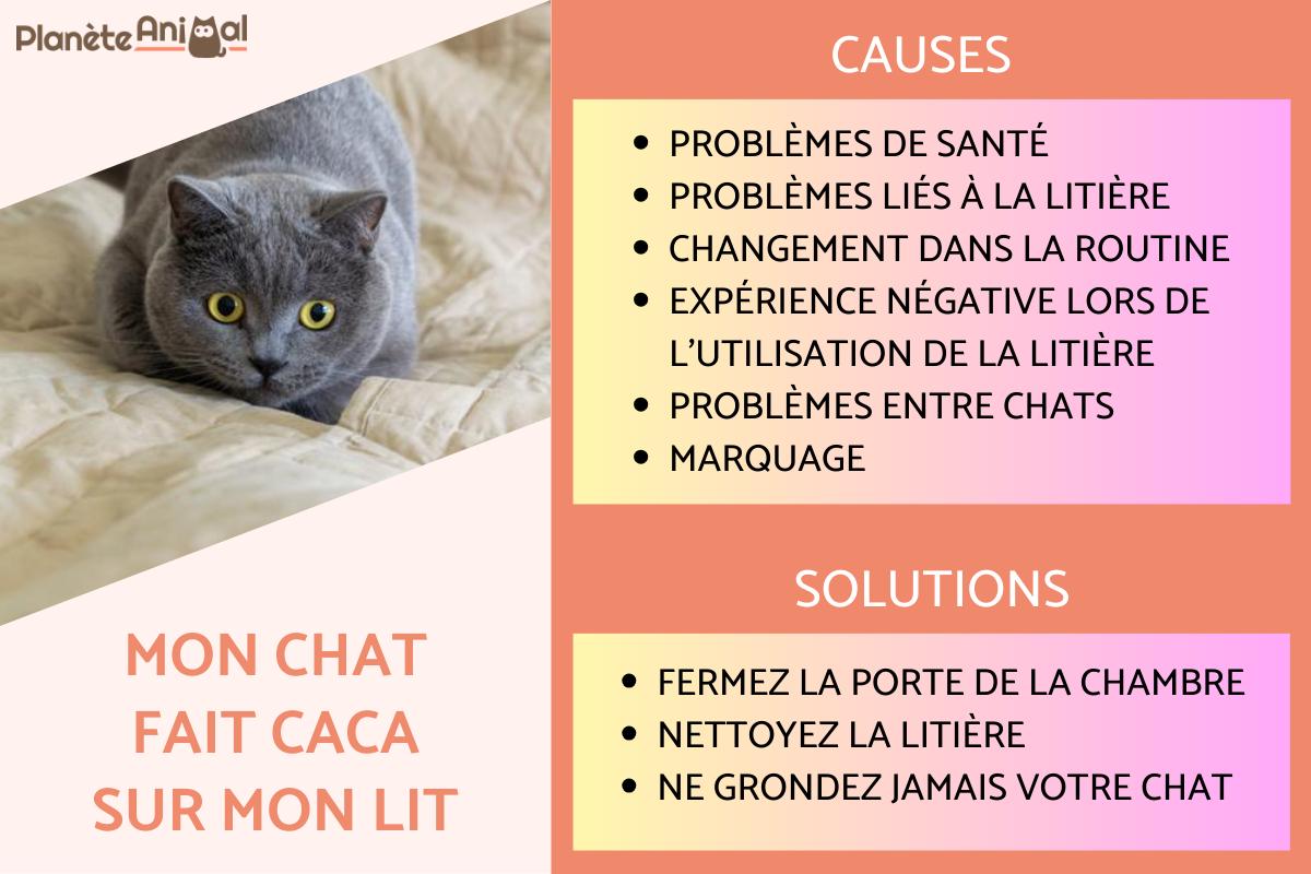 Mon chat fait caca sur mon lit - Causes et solutions