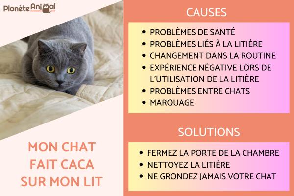Mon chat fait caca sur mon lit - Causes et solutions