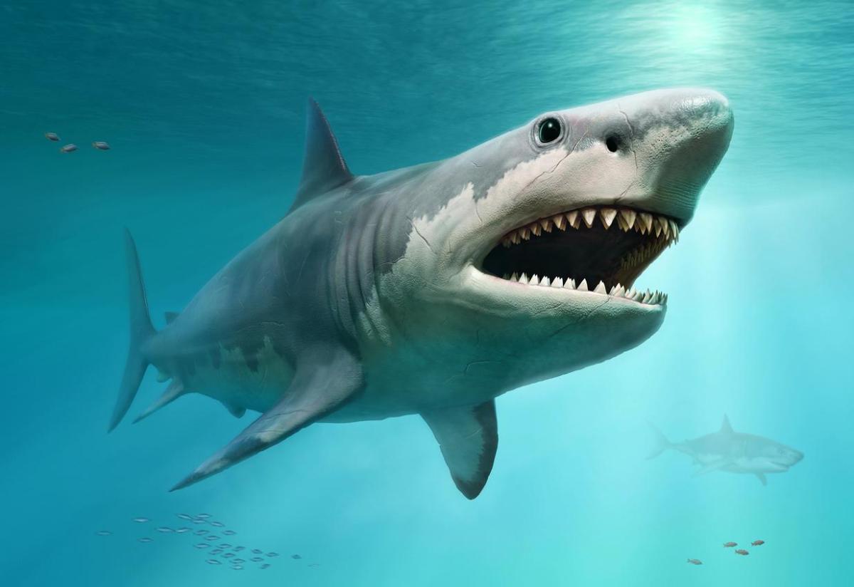 Le mégalodon existe-il encore ?