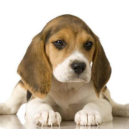 Des idées de noms pour votre chien beagle