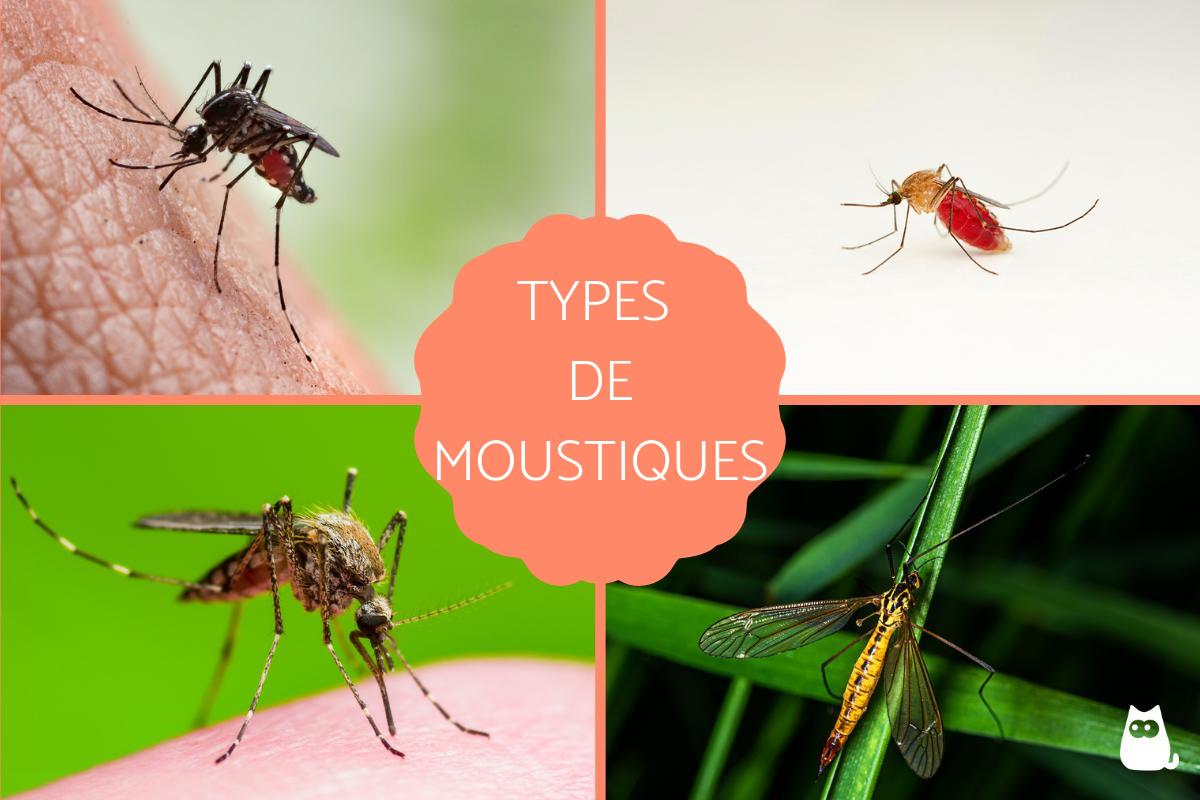 Types de moustiques