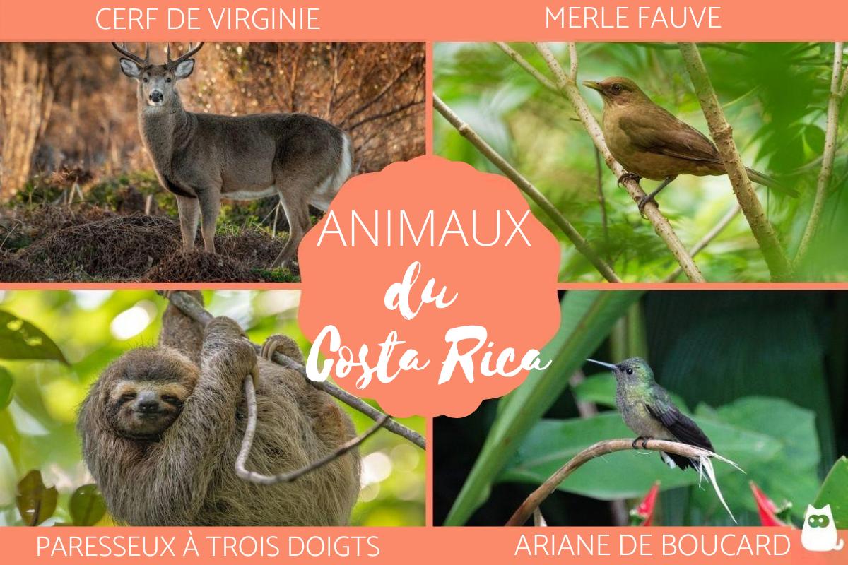Animaux du Costa Rica - Liste, noms et photos