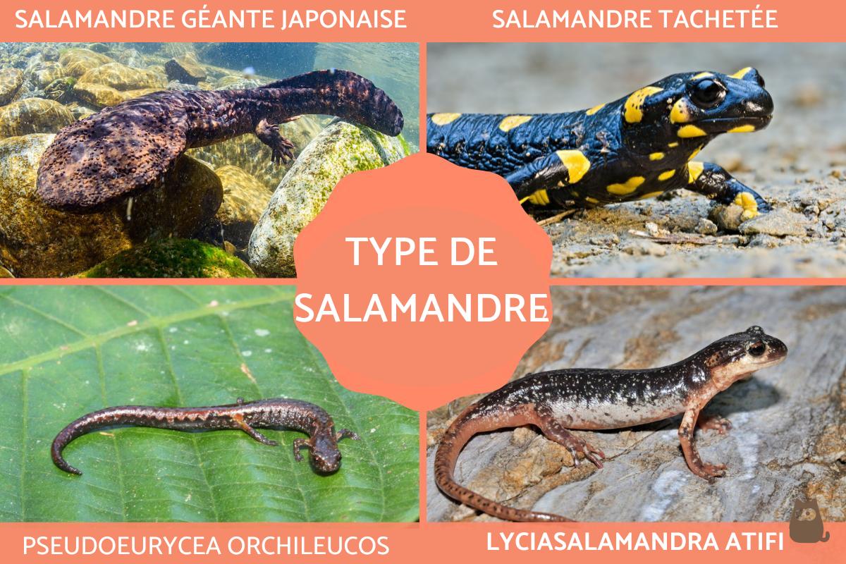 Types de salamandre