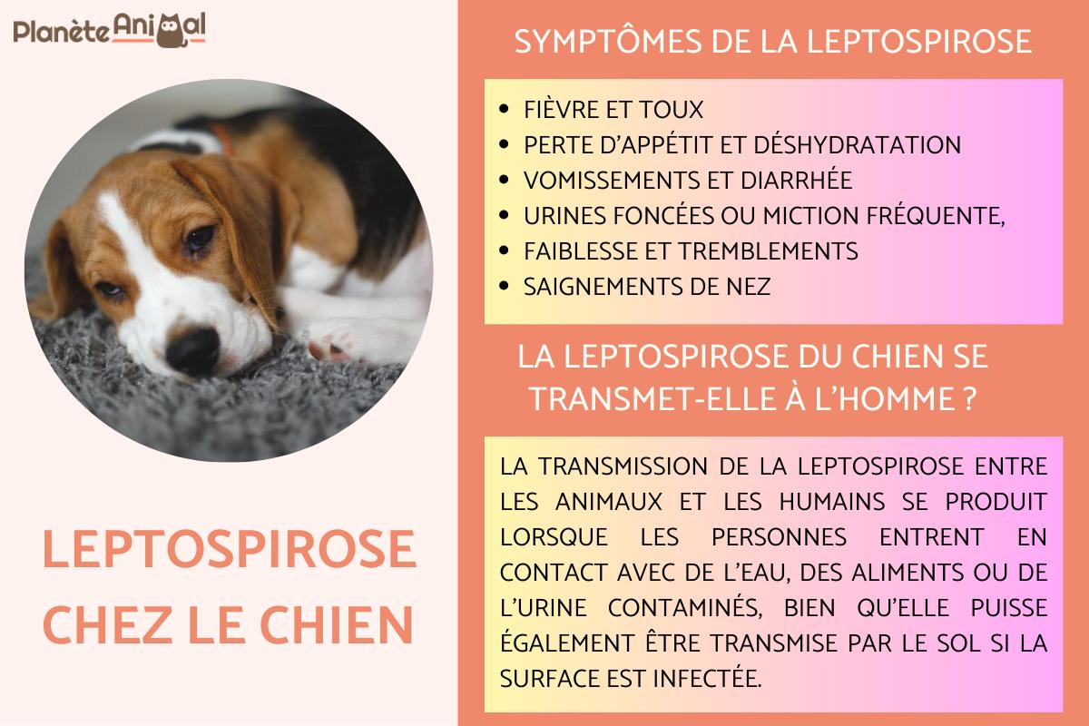 Leptospirose chez le chien - Causes, symptômes et traitement