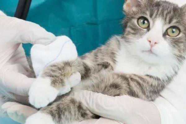 Désinfecter une blessure à l'eau oxygénée chez un chat