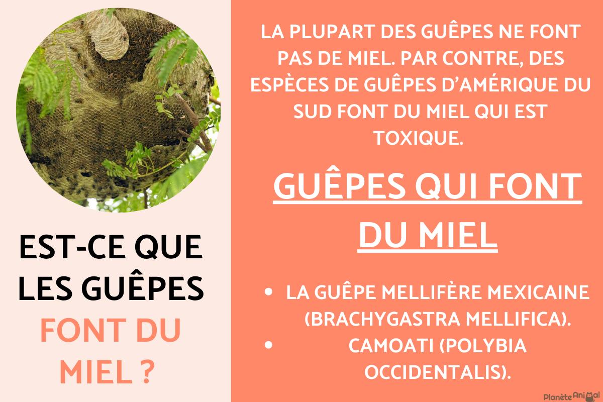 Est-ce que les guêpes font du miel ?
