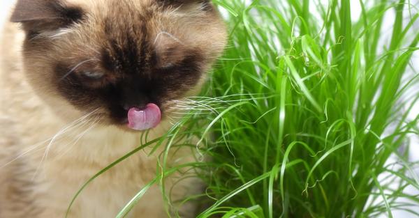 Herbe à chat ou Cataire - Effet, entretien et bienfaits