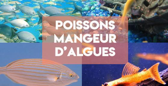 Poisson mangeur d'algue - Noms et exemples