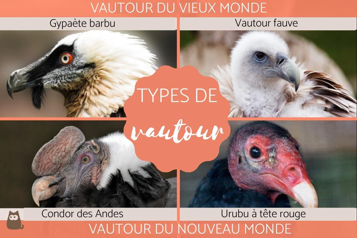 Les vautours - Caractéristiques, noms et photos