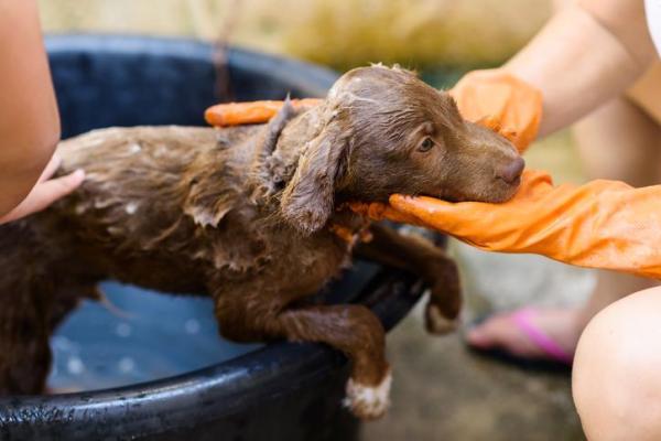 Enlever les puces de chiens avec du vinaigre - Remèdes contre les puces de chiots