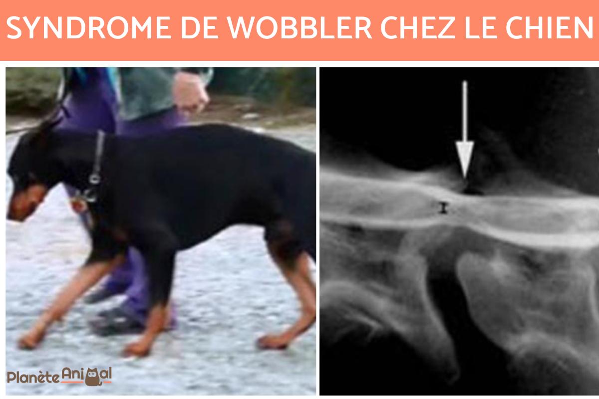 Syndrome de Wobbler chez le chien