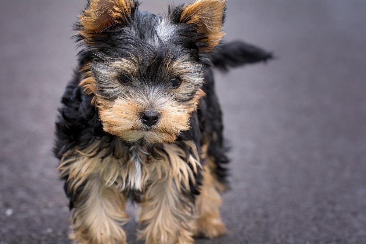 Noms pour chien Yorkshire terrier