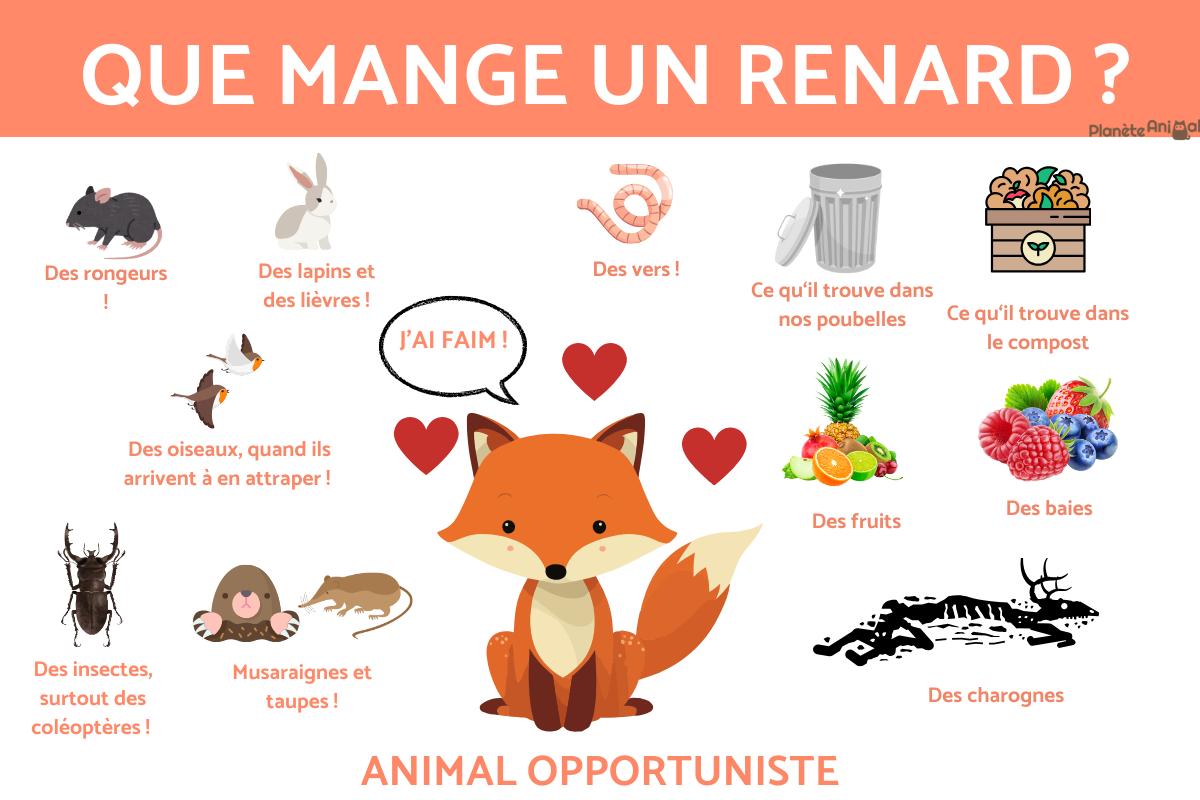 Que MANGE le RENARD ? Tout sur l