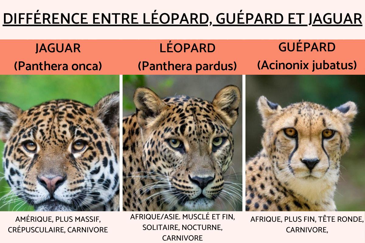 Différence entre jaguar, léopard et guépard